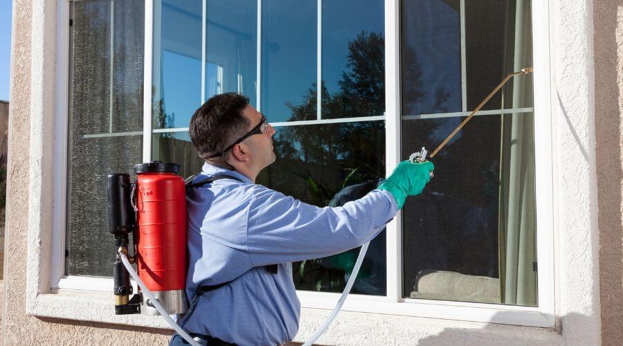 Professional pest control services in Melbourne